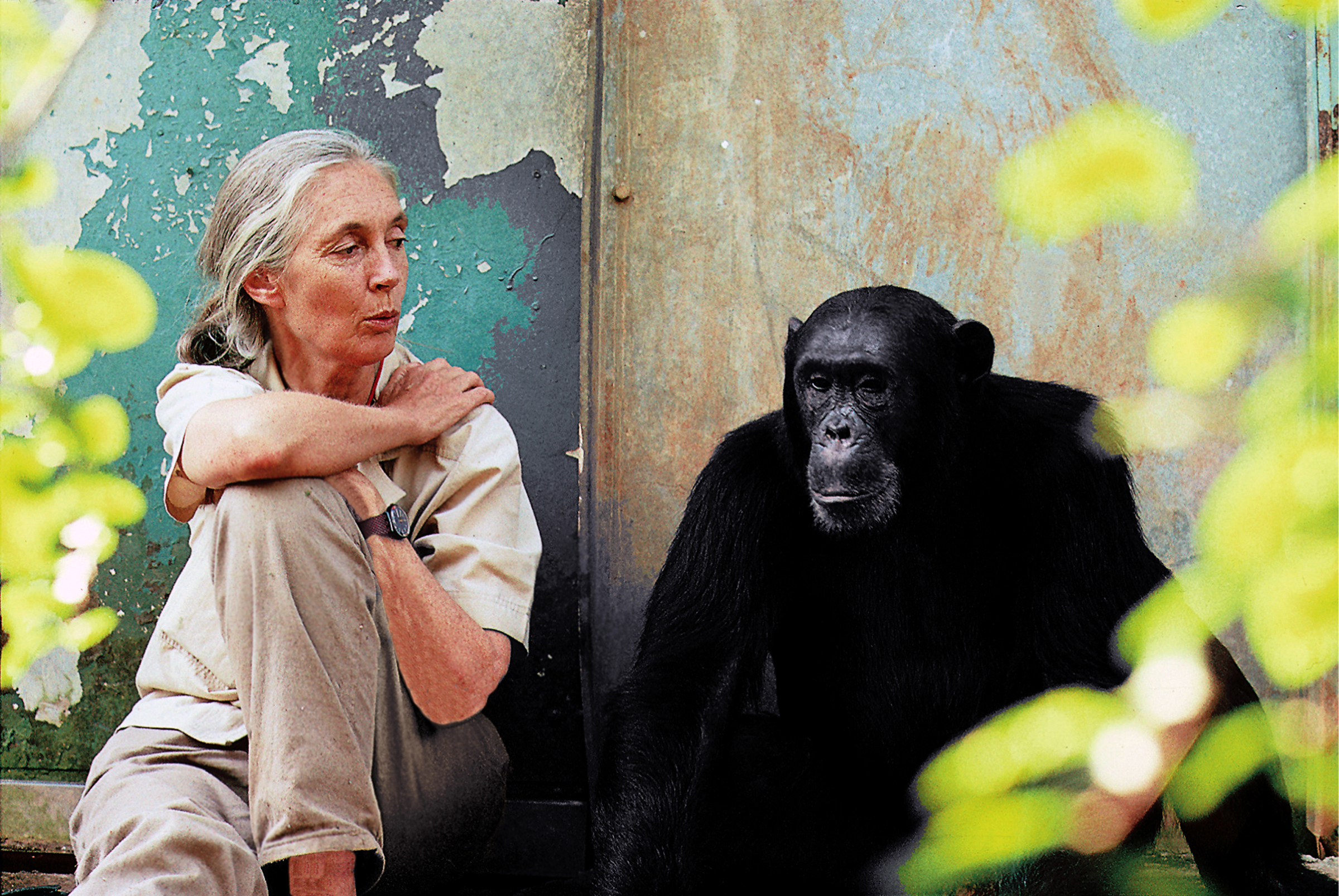 Jane Goodall Speaking Schedule 2022 Reasons For Hope: A Virtual Discussion With Dr. Jane Goodall | Schaefer  Center For The Performing Arts